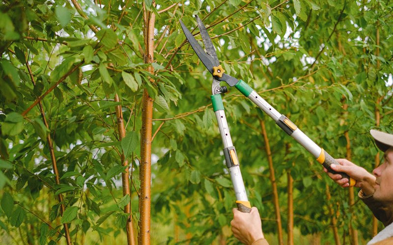 Tree trimming in Spring Lake, NC
